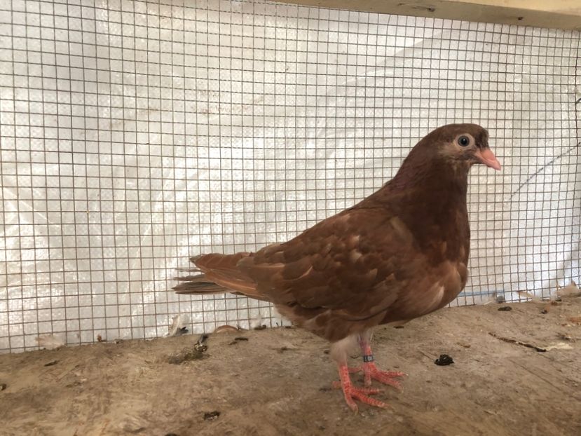 2021/20 - 3-lot zbor 2020