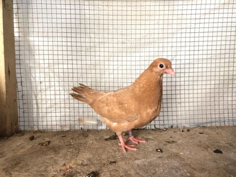 2017/20 - 3-lot zbor 2020