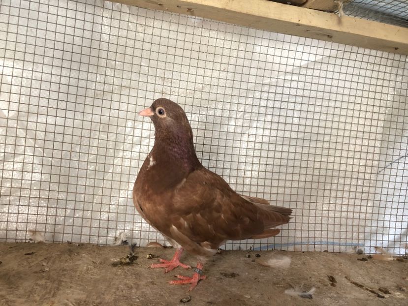 2020/20 - 3-lot zbor 2020