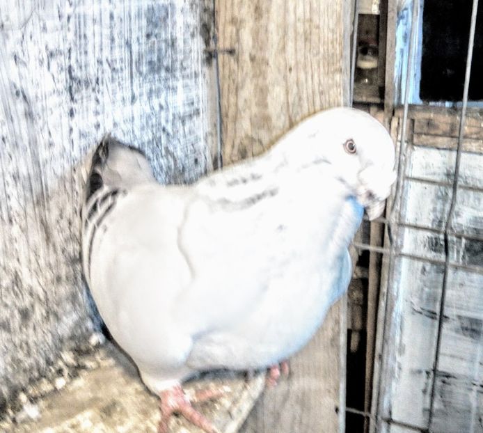  - - A - A - A - A- W A R N I N G !