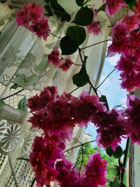  - Bougainvillea