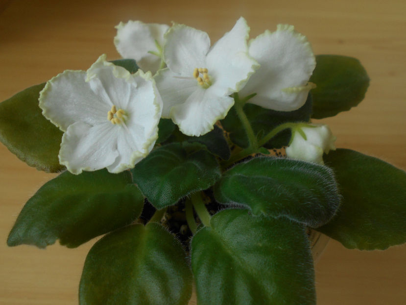 Parnikovii Effekt - 02___VIOLETE AFRICANE