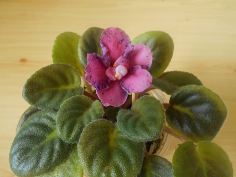 Live Wire - 02___VIOLETE AFRICANE