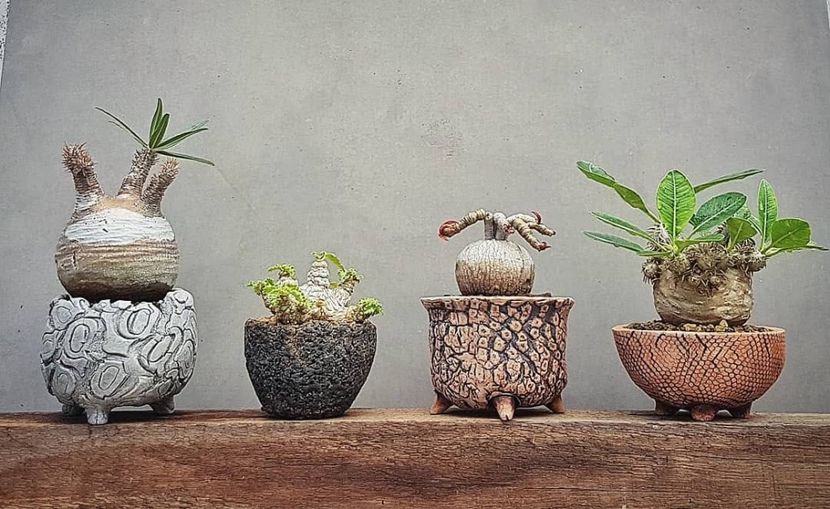 Pachypodium & Euphorbia - Vase - aranjamente - accesorii