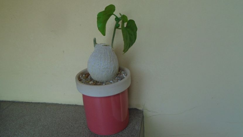 Pyrenacantha malvifolia - Caudiciforme - pachycaule si bulboase 2020