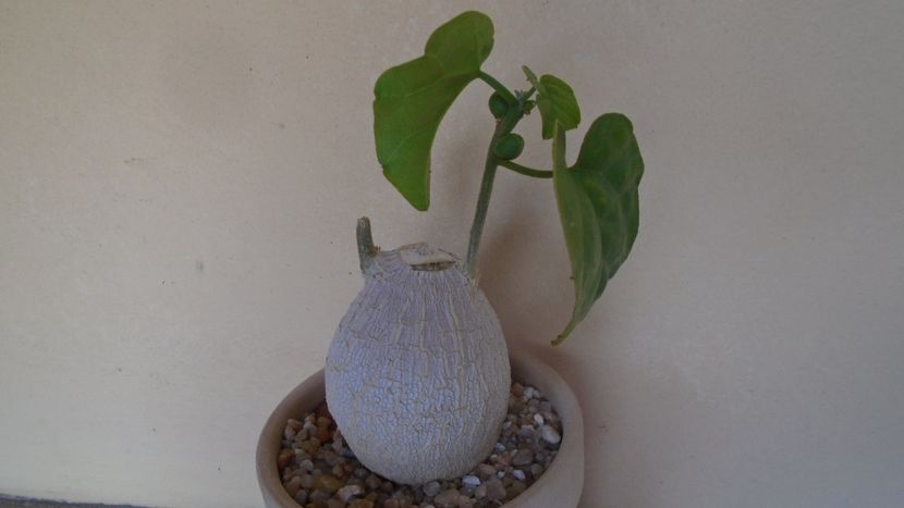 Pyrenacantha malvifolia - Caudiciforme - pachycaule si bulboase 2020