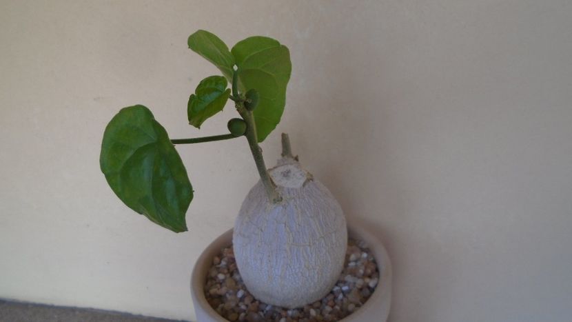 Pyrenacantha malvifolia - Caudiciforme - pachycaule si bulboase 2020