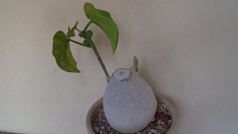 Pyrenacantha malvifolia - Caudiciforme - pachycaule si bulboase 2020