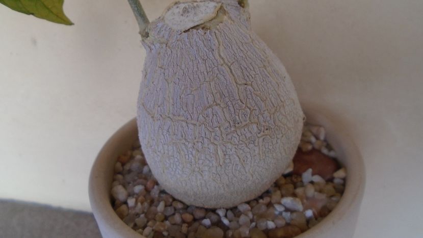 Pyrenacantha malvifolia - Caudiciforme - pachycaule si bulboase 2020