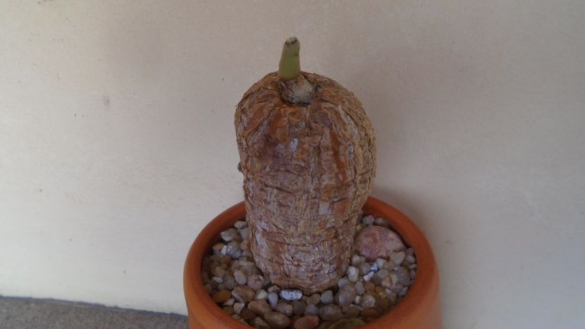 Talinum caffrum - Caudiciforme - pachycaule si bulboase 2020