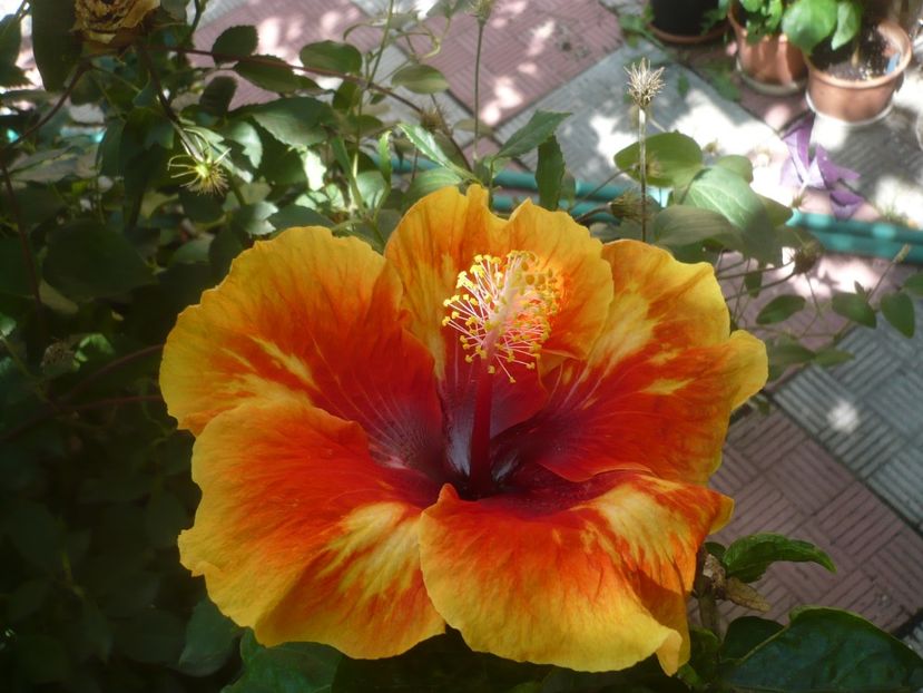 24.07.2020 - HIBISCUSI 2020-2