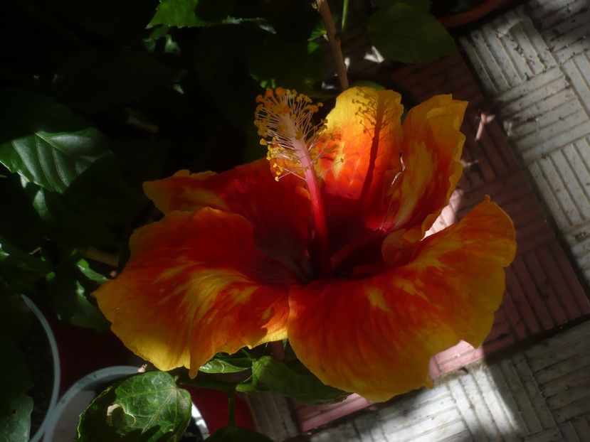 P1450125 - HIBISCUSI 2020-2