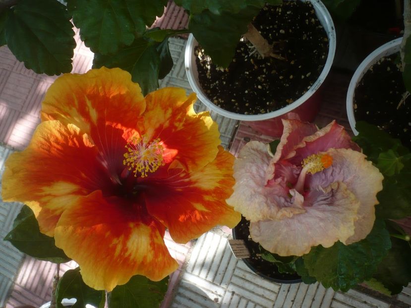 P1450129 - HIBISCUSI 2020-2