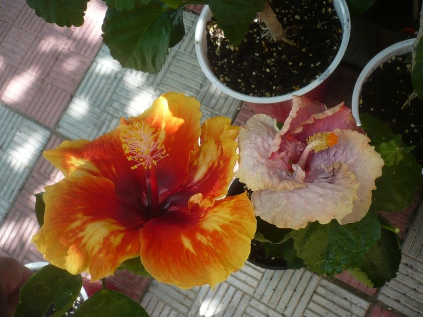 P1450130 - HIBISCUSI 2020-2