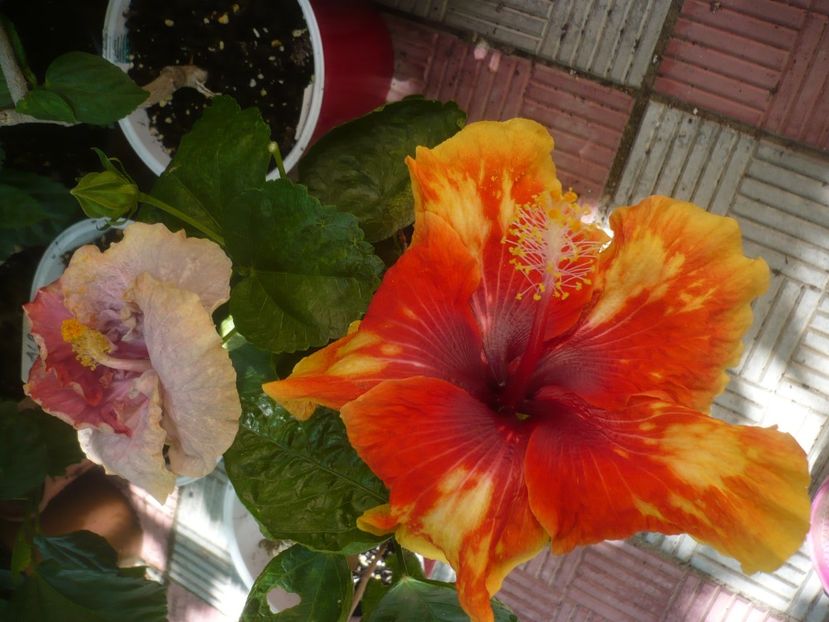 P1450131 - HIBISCUSI 2020-2