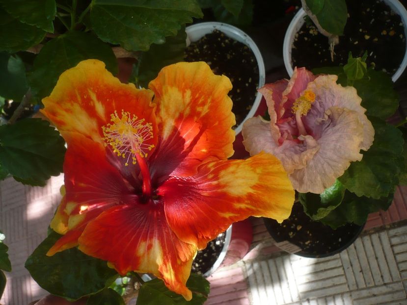 P1450133 - HIBISCUSI 2020-2