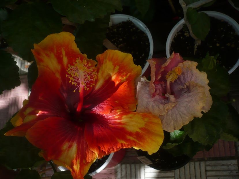 P1450134 - HIBISCUSI 2020-2