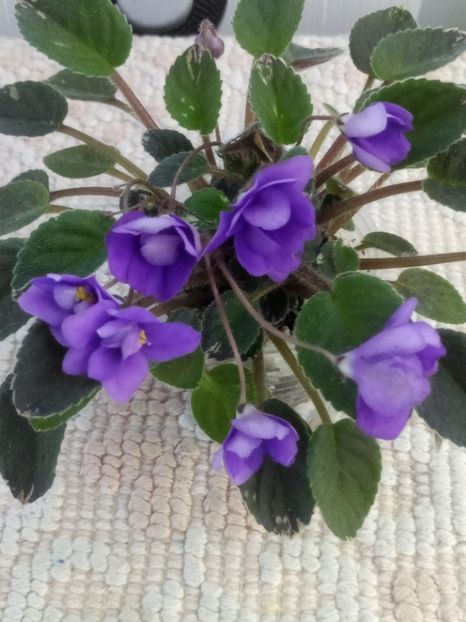 3 iul - In Love Again