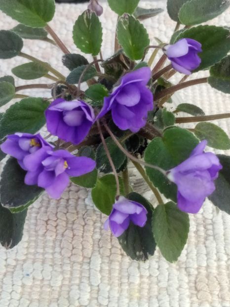 3 iul - In Love Again