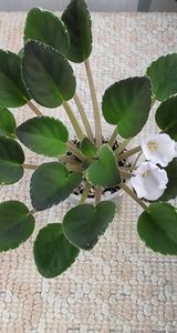 3 iul - ZZ Rob s Pewter Bells