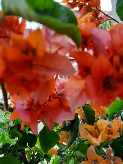  - Bougainvillea