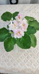 3 iul - LE Zlato Skifov