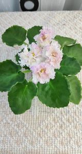 3 iul - LE Zlato Skifov