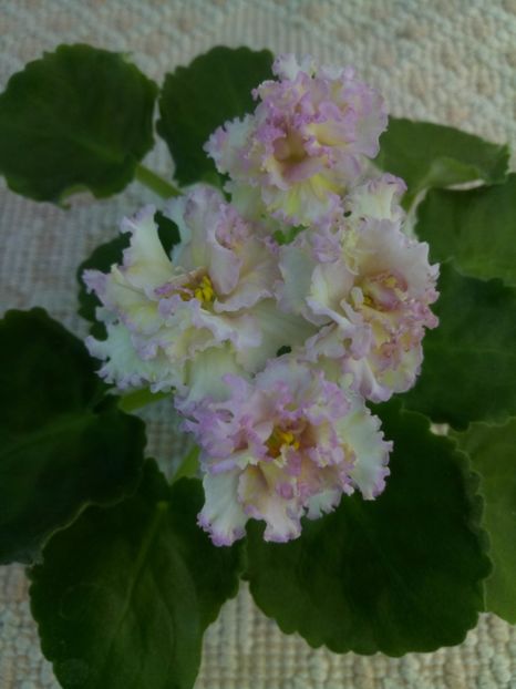 3 iul - LE Zlato Skifov