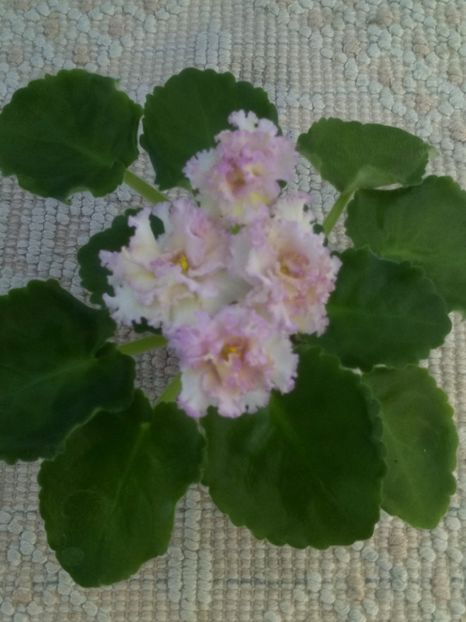 3 iul - LE Zlato Skifov