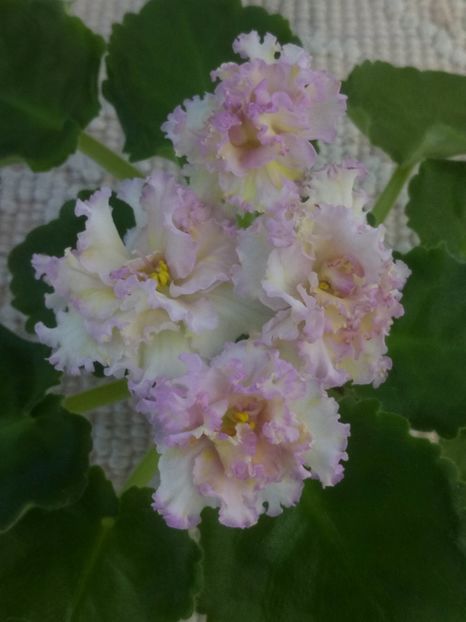 3 iul - LE Zlato Skifov