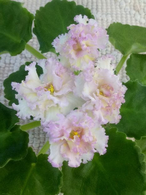 3 iul - LE Zlato Skifov