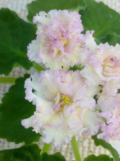 3 iul - LE Zlato Skifov