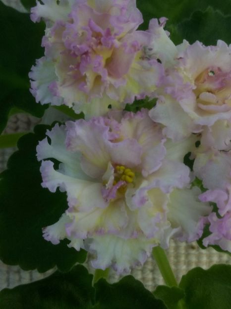 3 iul - LE Zlato Skifov