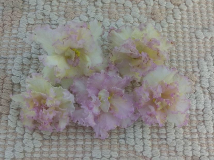 10 iul - LE Zlato Skifov