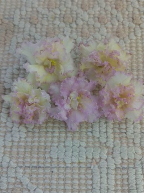 10 iul - LE Zlato Skifov