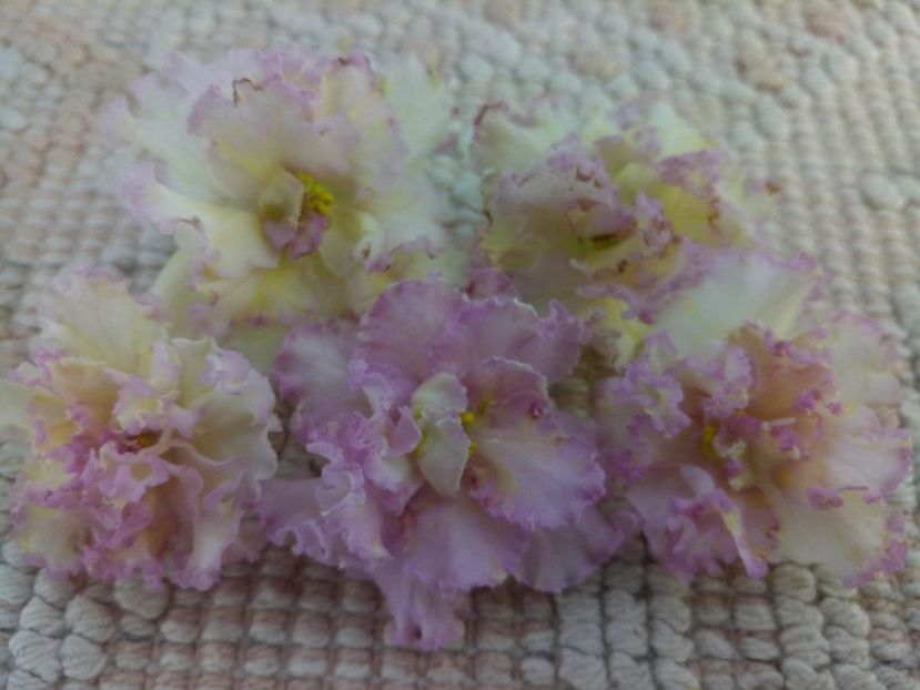 10 iul - LE Zlato Skifov