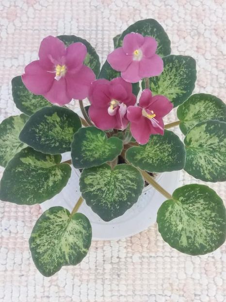 14 iul - Mac s Just Jeff