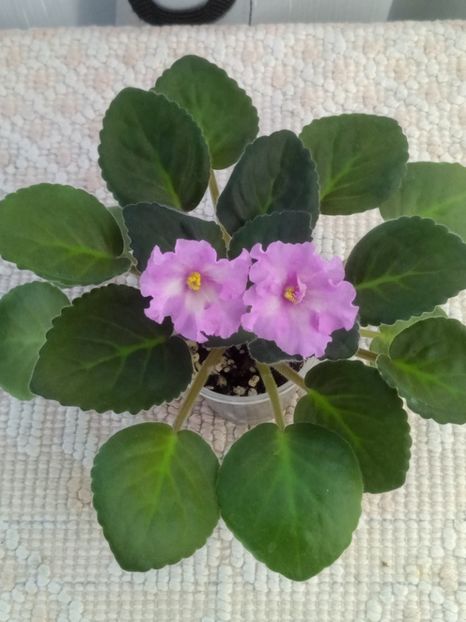 3 iul - ZZ LiK Mif i Real nost