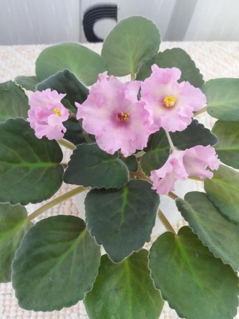 14 iul - ZZ LiK Mif i Real nost