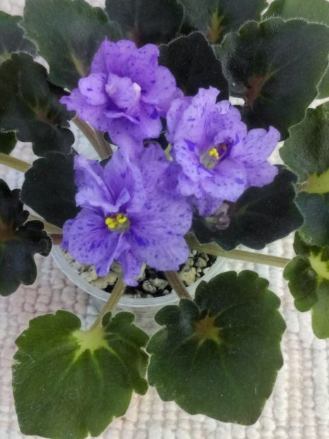 3 iul - Skagit Victory Trails