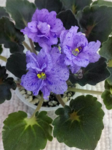 3 iul - Skagit Victory Trails