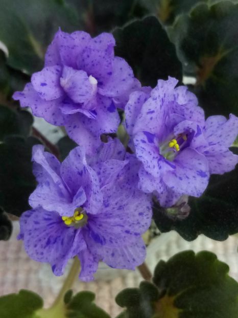 3 iul - Skagit Victory Trails