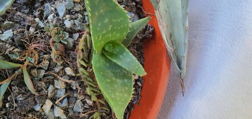 Aloe 5 lei - Suculente de vanzare 2020