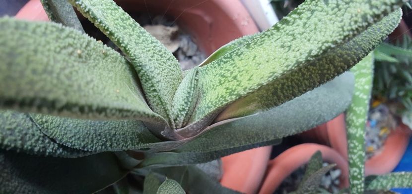 Gasteria 10 lei - Suculente de vanzare 2020