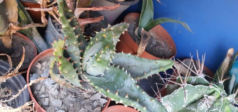 Aloe 12 lei - Suculente de vanzare 2020