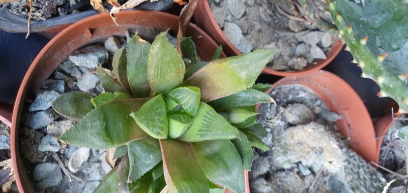 Haworthia 10 lei - Suculente de vanzare 2020