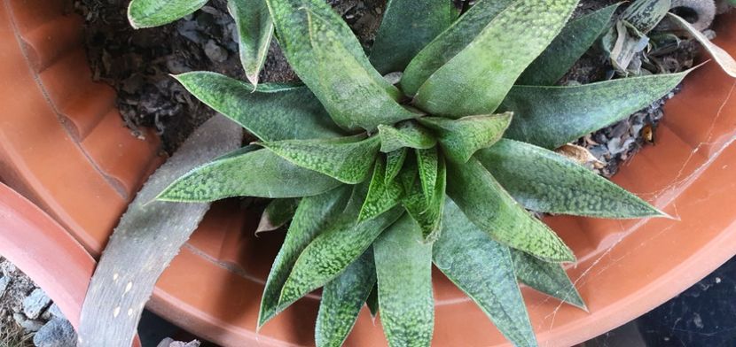Haworthia mare 20 lei - Suculente de vanzare 2020