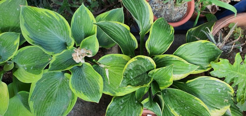 Hosta francee 25 lei bulbul - Suculente de vanzare 2020