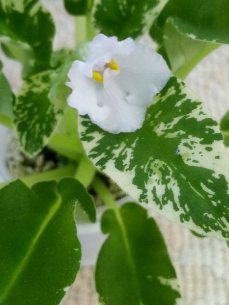 3 iul - Senk s Snowy Egret