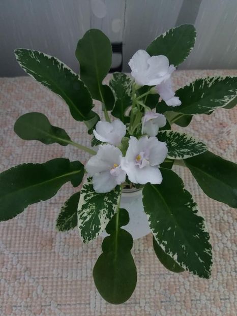 14 iul - Senk s Snowy Egret